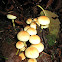 Sulfur Tuft