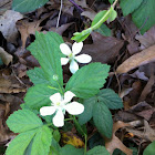 Multiflora rose