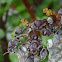 Brown Paper Wasps