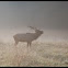 Elk