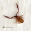 Pseudoscorpion