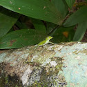 Lagartijo Verde (Green Anole) Emerald anole