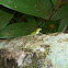Lagartijo Verde (Green Anole) Emerald anole