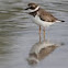 Semipalmated Plover
