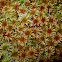 Sphagnum Moss