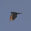 Little Red Flying Fox Bat