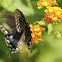 Spicebush Swallowtail