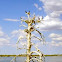 Double-crested cormorant