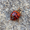 Multicolored Asian Lady Beetle