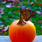 Monarch Butterfly