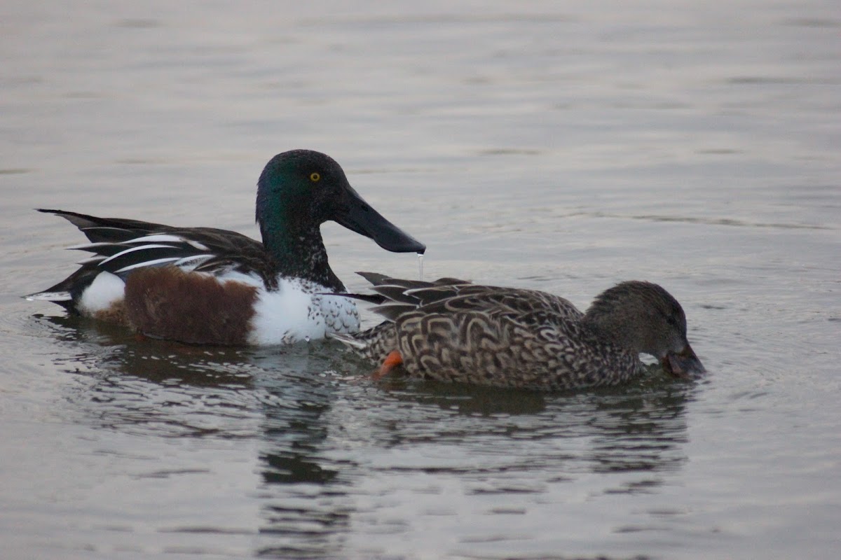 Northern Shoveler