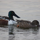 Northern Shoveler