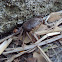 Crab