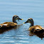 Spot Billed Duck