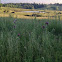 Milk Thistle