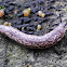 Garden Slug