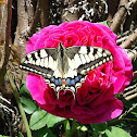 Old World Swallowtail