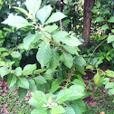 Beautyberry