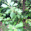 Beautyberry