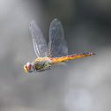 Wandering Glider