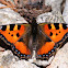 Small Tortoiseshell, Ortiguera