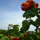 Joseph's Coat Climbing Rose