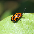 Nine Spotted Leaf Beetle