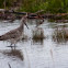 Willet