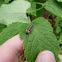 Say's firefly
