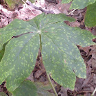 What's happening to our Mayapples?