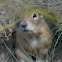Richardson's ground squirrel