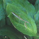 Praying Mantis