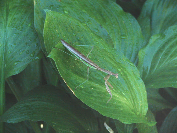 Spotting Image 1