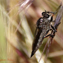 Robber Fly