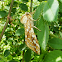 Hickory Tussock Moth