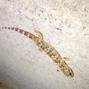 Common House Gecko