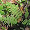 Marginal Woodfern