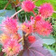 Castor Bean