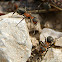 Horse Ant