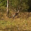 Kangaroo