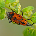 Cocklebur weevil