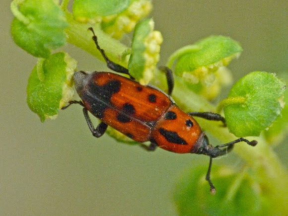 Spotting Image 1