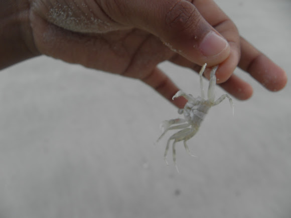 Spotting Image 1