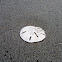 Sand dollar/ galleta de mar