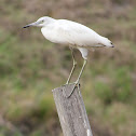 Little Blue Heron