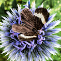 White-striped Black Moth