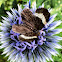White-striped Black Moth