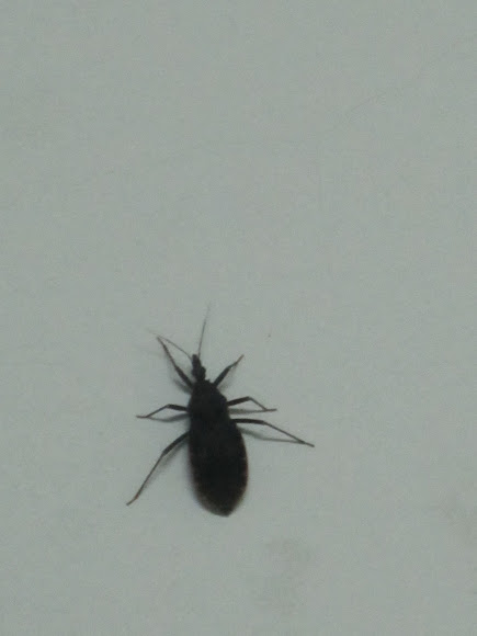 Spotting Image 1
