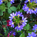 Fairy Fan Flower