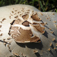 Poisonous and Deadly Fungi of Arizona
